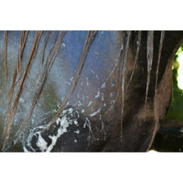 SHAMPOING EASY SHINE CHEVAUX GRIS 500ML