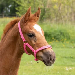 LICOL POULAIN HARRY'S HORSE