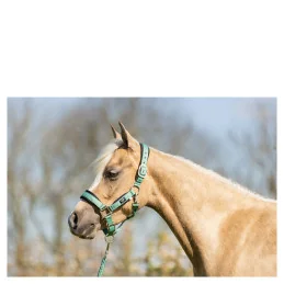 LICOL+LONGE BR MINI HORSE