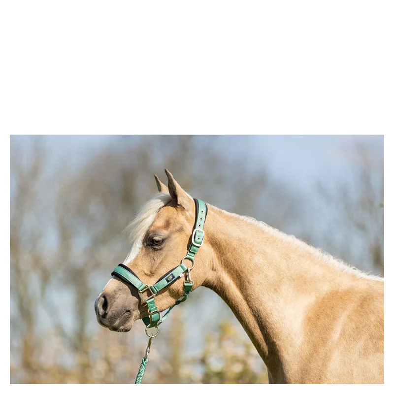 LICOL+LONGE BR MINI HORSE