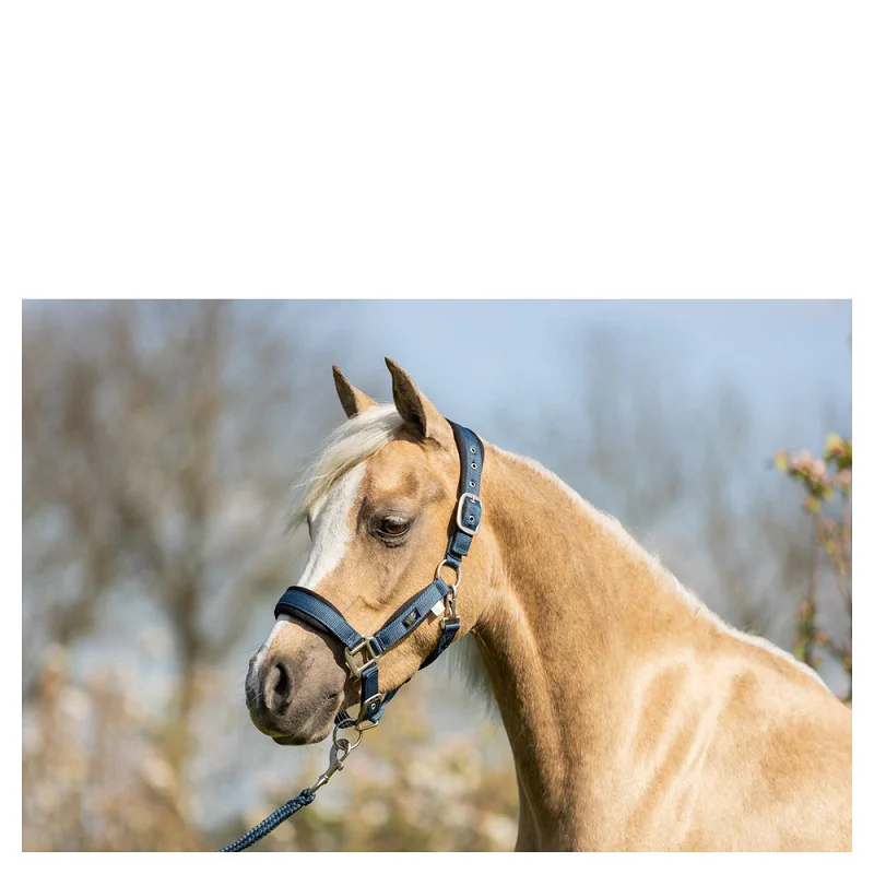 LICOL+LONGE BR MINI HORSE