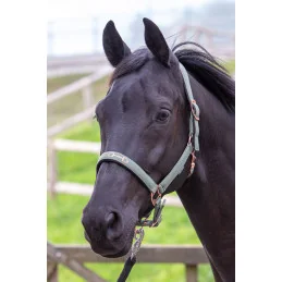 LICOL MORS HARRY'S HORSE