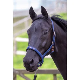 LICOL MORS HARRY'S HORSE