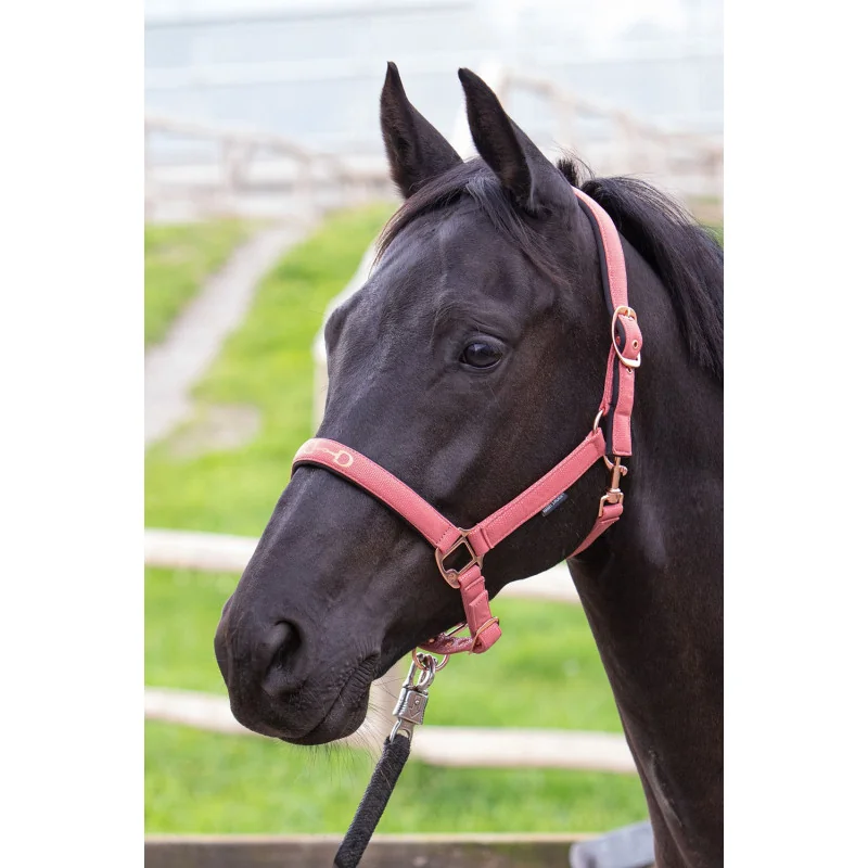 LICOL MORS HARRY'S HORSE