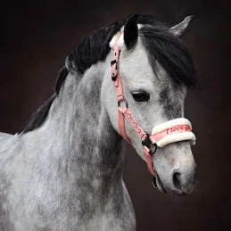 LICOL+LONGE LOVE HARRY HORSE