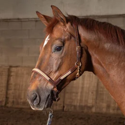 LICOL CUIR FLASH HARRY'HORSE