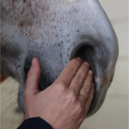 SERUM CONFORT RESPIRATOIRE 35ML NELLUMBO