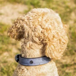 COLLIER CHIEN COLLECTION SS26 QHP