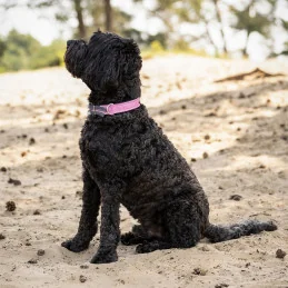 COLLIER CHIEN COLLECTION SS26 QHP