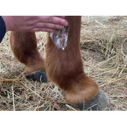 Derfongen Animaderm | Lotion Anti-Boue & Paturons Cheval | MCM