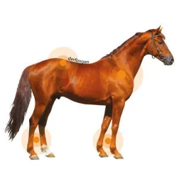 Derfongen Animaderm | Lotion Anti-Boue & Paturons Cheval | MCM