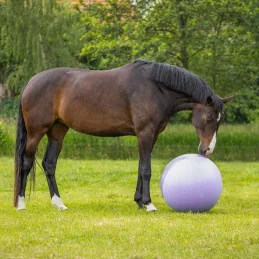 Ballon Bi-Colore Cheval & Poney QHP | Ballon Paddock | MCM