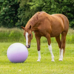 Ballon Bi-Colore Cheval & Poney QHP | Ballon Paddock | MCM