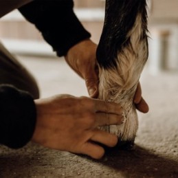 Baume protecteur & hydratant - Nellumbo